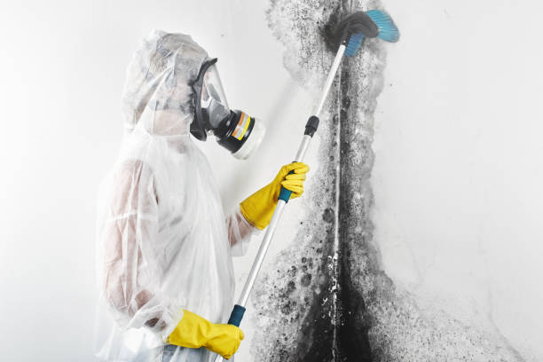  Ucon, ID Mold Removal Pros